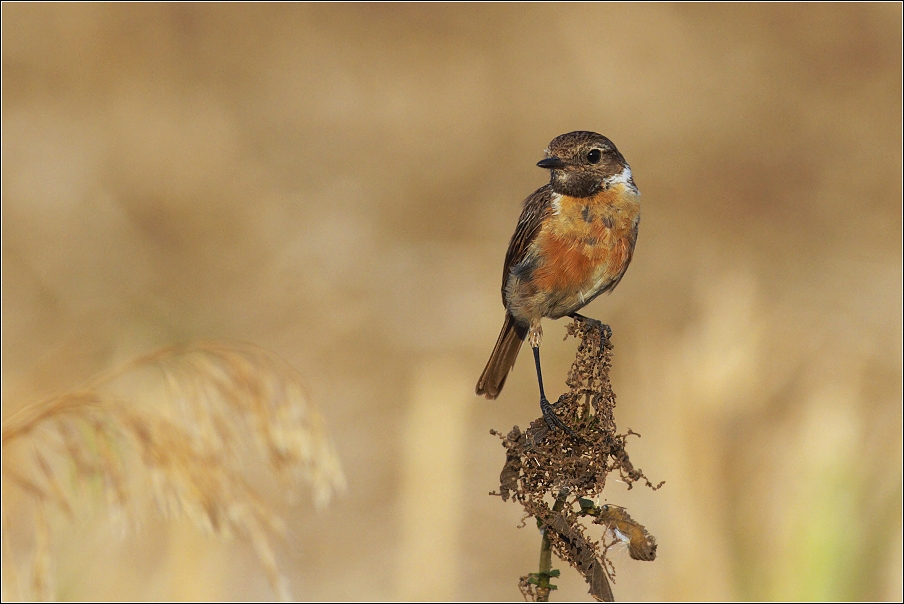 Bramborníček černohlavý  ( Saxicola rubicola )