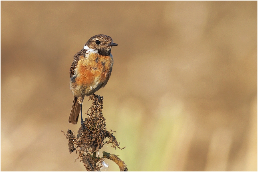 Bramborníček černohlavý  ( Saxicola rubicola )