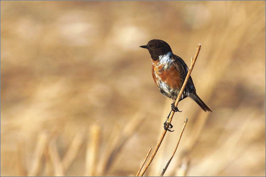 Bramborníček černohlavý  ( Saxicola rubicola )