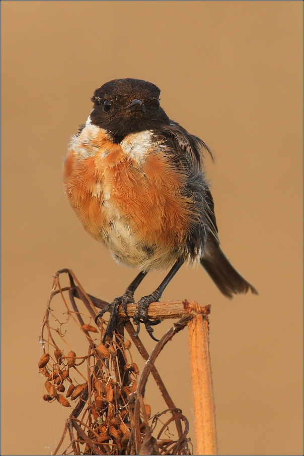 Bramborníček černohlavý  ( Saxicola rubicola )