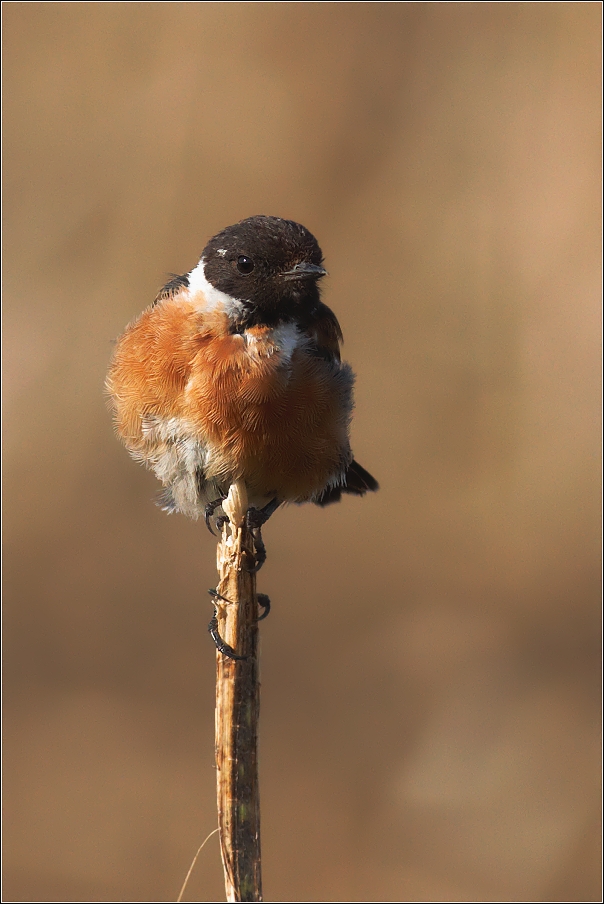 Bramborníček černohlavý  ( Saxicola rubicola )