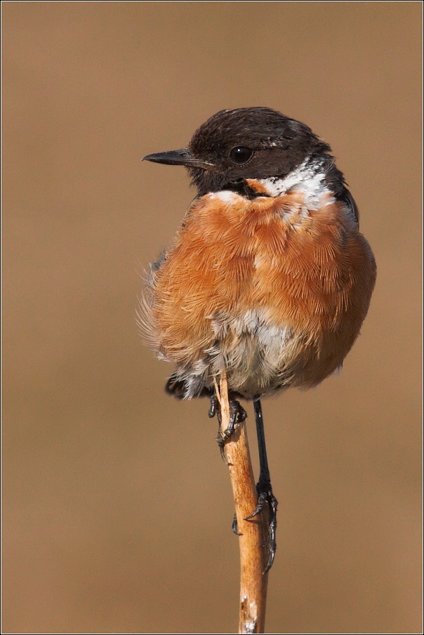 Bramborníček černohlavý  ( Saxicola rubicola )