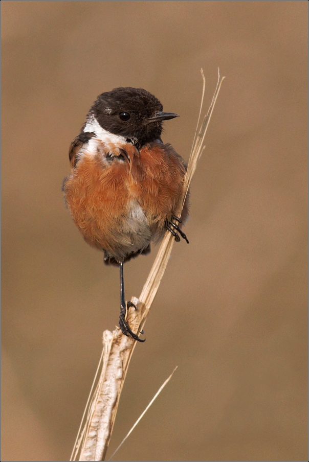 Bramborníček černohlavý  ( Saxicola rubicola )