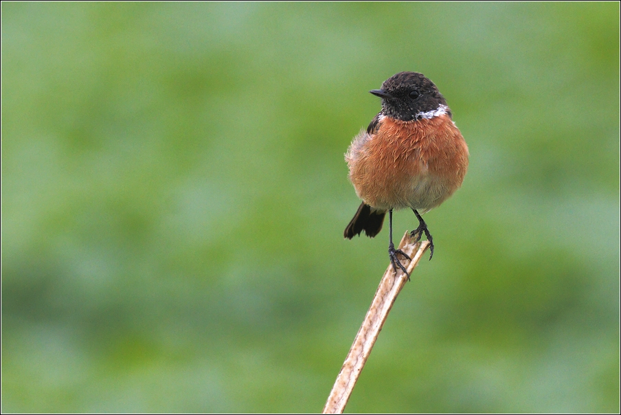 Bramborníček černohlavý  ( Saxicola rubicola )