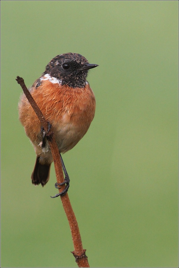 Bramborníček černohlavý  ( Saxicola rubicola )