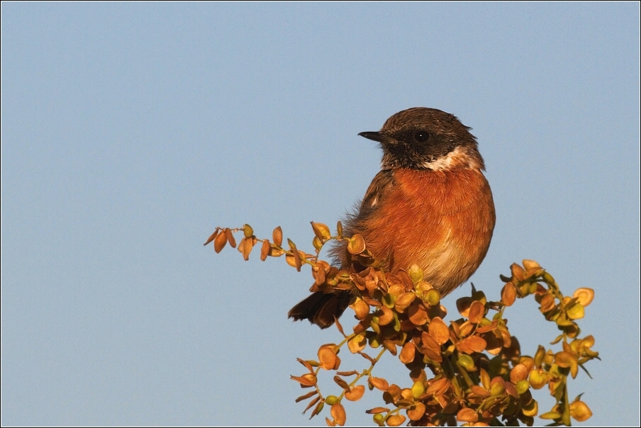 Bramborníček černohlavý  ( Saxicola rubicola )