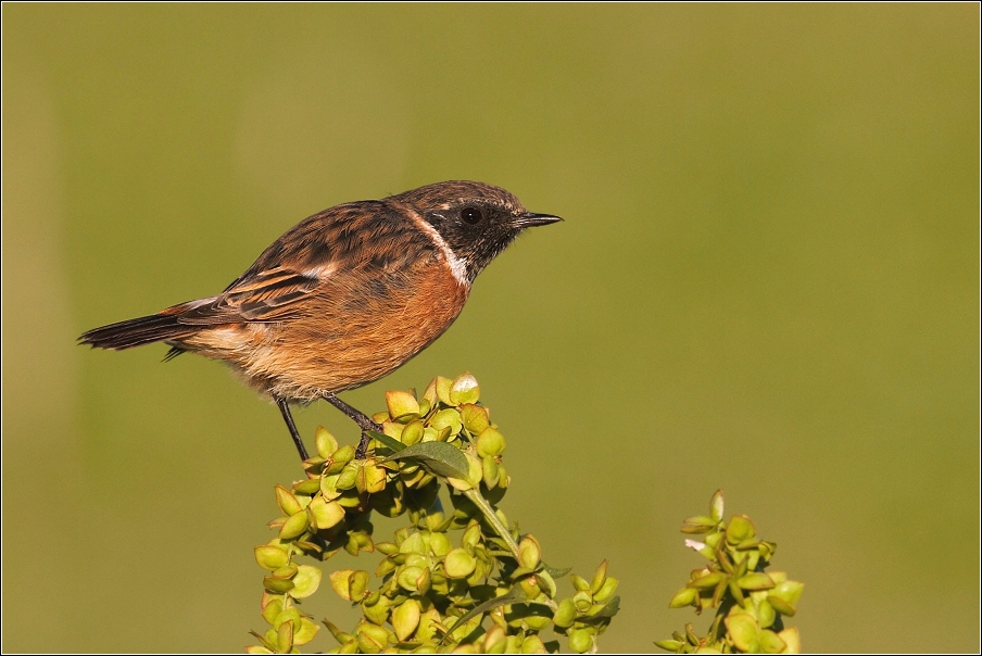 Bramborníček černohlavý  ( Saxicola rubicola )