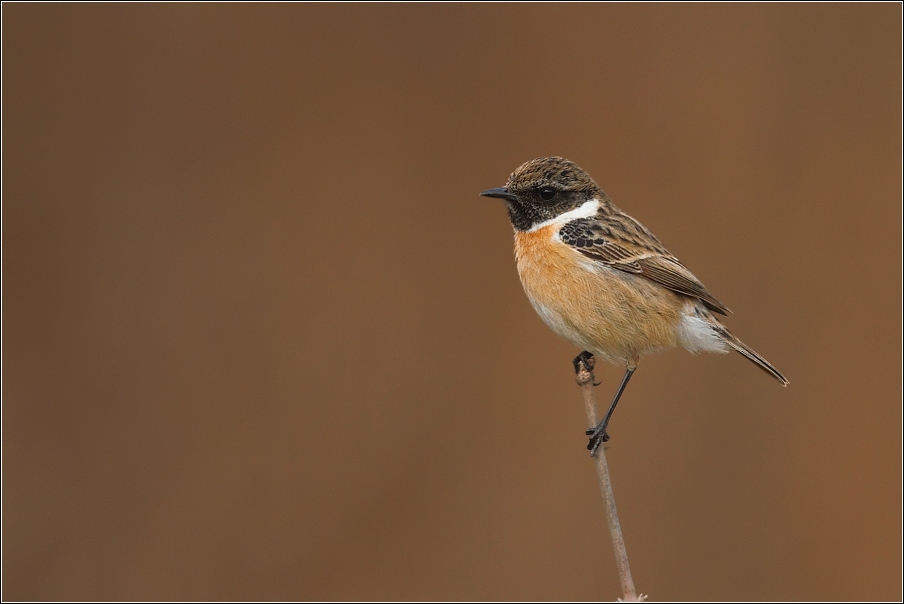 Bramborníček černohlavý  ( Saxicola rubicola )