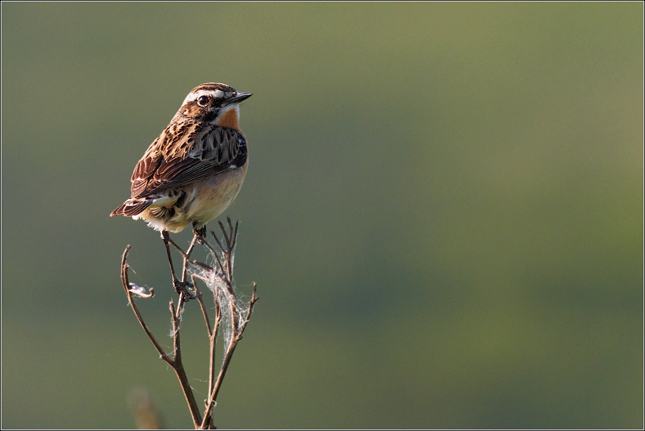 Bramborníček hnědý  ( Saxiccola rubetra )