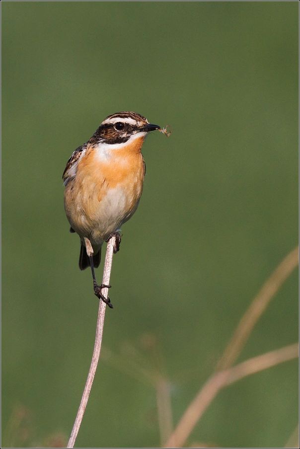 Bramborníček hnědý  ( Saxiccola rubetra )