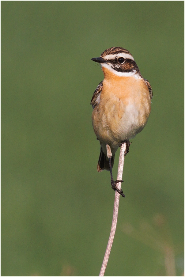 Bramborníček hnědý  ( Saxiccola rubetra )