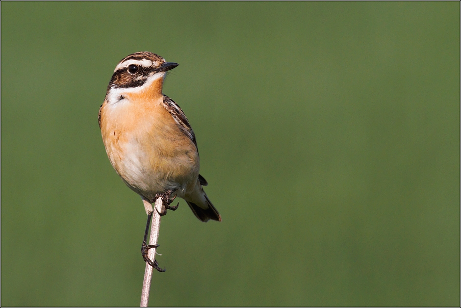 Bramborníček hnědý  ( Saxiccola rubetra )