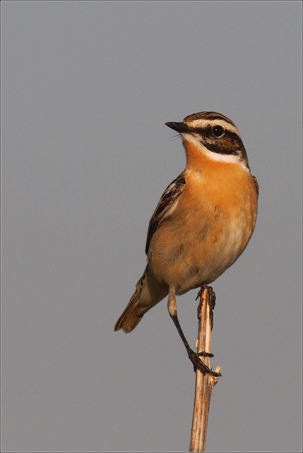 Bramborníček hnědý  ( Saxiccola rubetra )