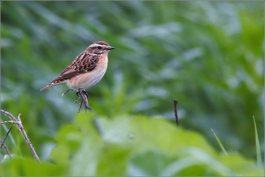 Bramborníček hnědý  ( Saxiccola rubetra )