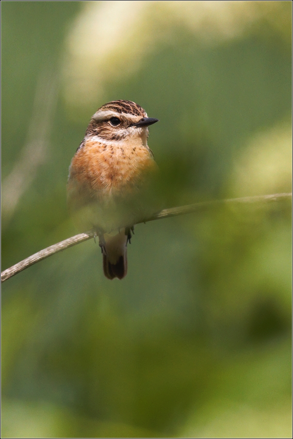 Bramborníček hnědý  ( Saxiccola rubetra )