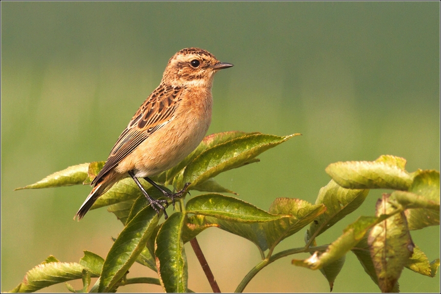 Bramborníček hnědý  ( Saxiccola rubetra )