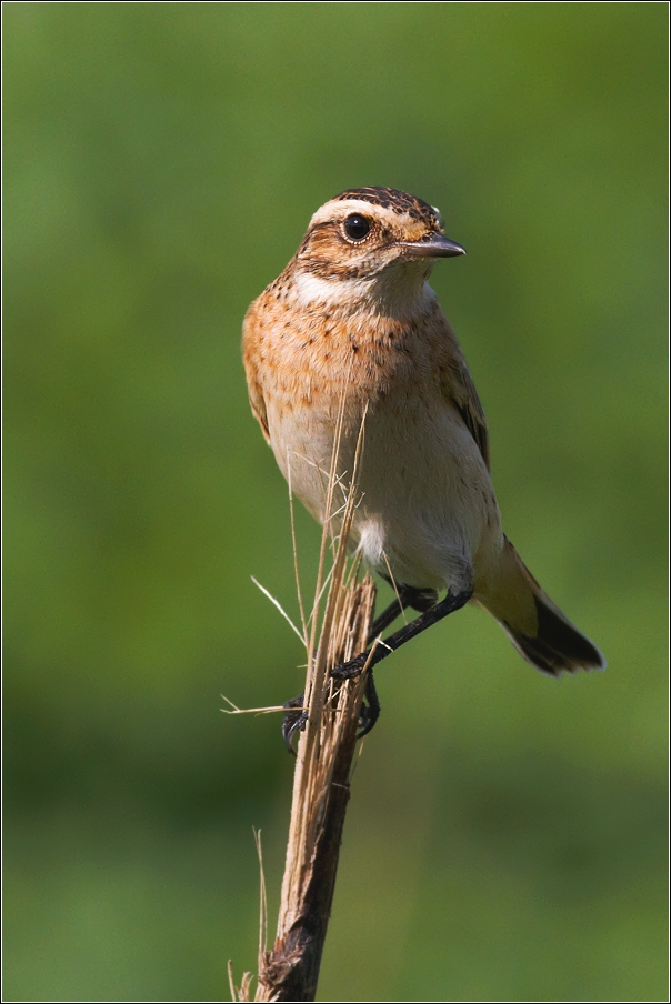 Bramborníček hnědý  ( Saxiccola rubetra )