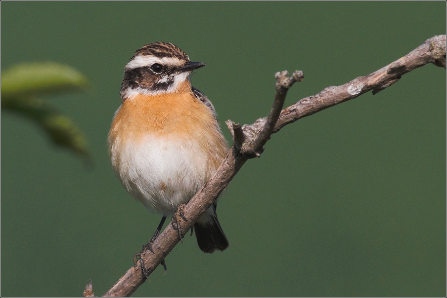 Bramborníček hnědý  ( Saxiccola rubetra )