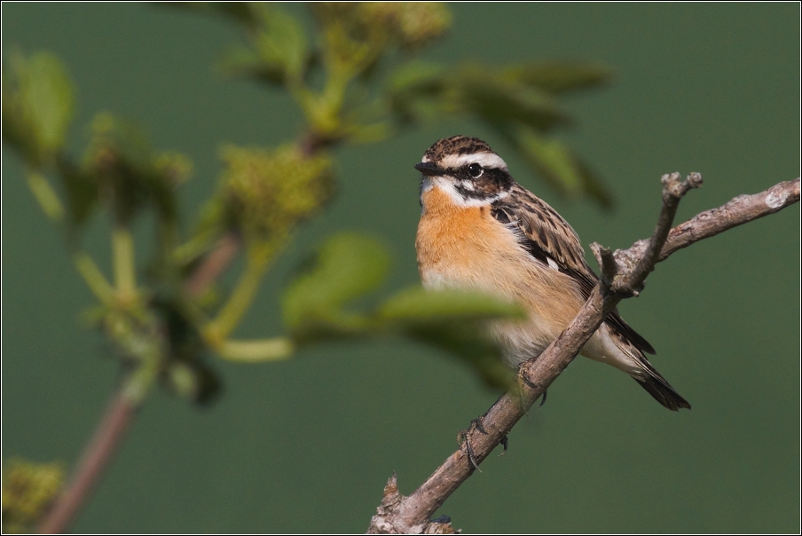 Bramborníček hnědý  ( Saxiccola rubetra )