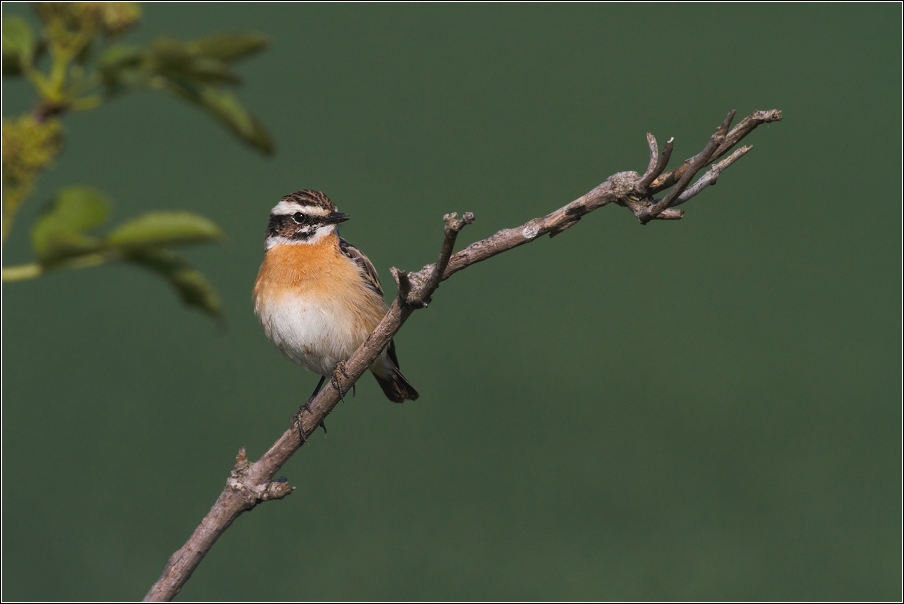 Bramborníček hnědý  ( Saxiccola rubetra )