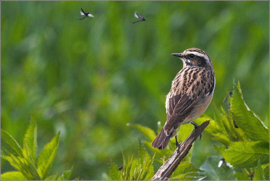 Bramborníček hnědý  ( Saxiccola rubetra )