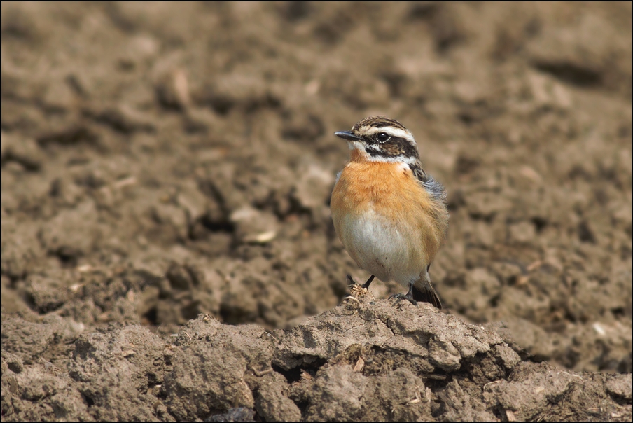 Bramborníček hnědý  ( Saxiccola rubetra )