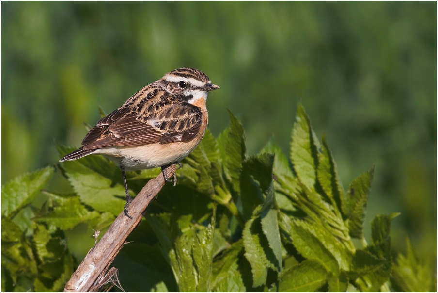 Bramborníček hnědý  ( Saxiccola rubetra )