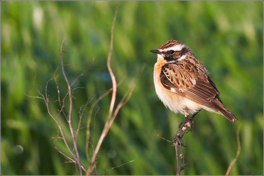 Bramborníček hnědý  ( Saxiccola rubetra )