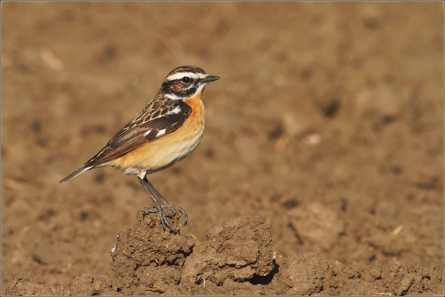 Bramborníček hnědý  ( Saxiccola rubetra )