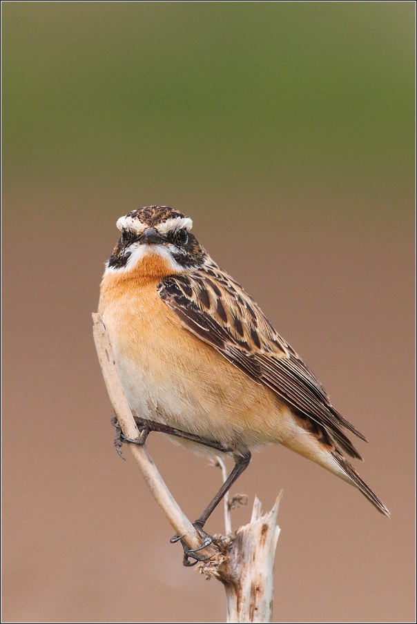 Bramborníček hnědý  ( Saxiccola rubetra )