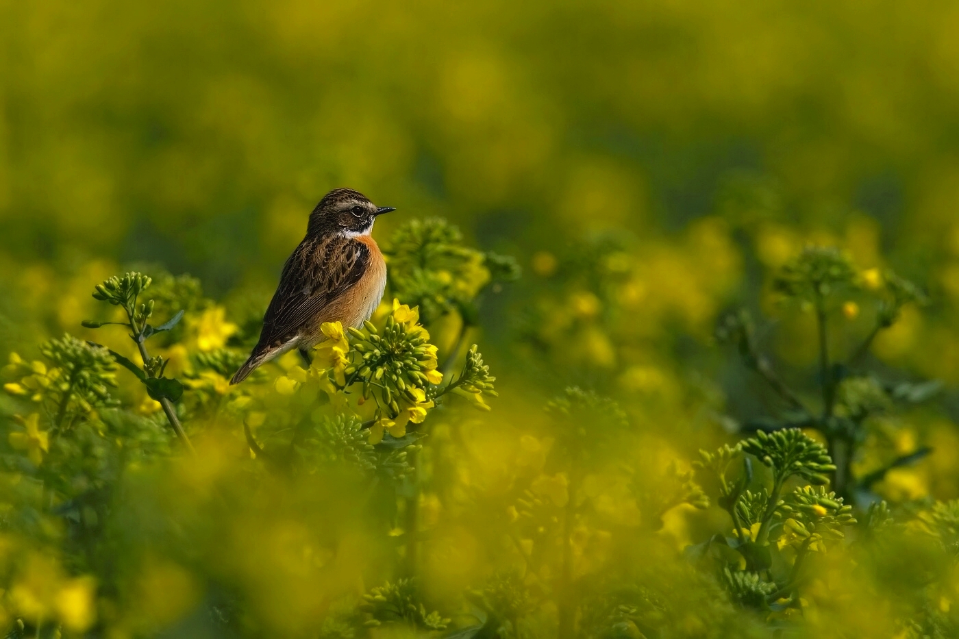 Bramborníček hnědý  ( Saxicola rubetra )