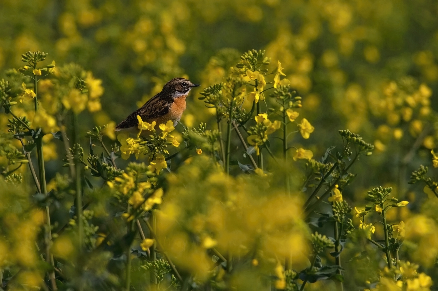 Bramborníček hnědý  ( Saxicola rubetra )