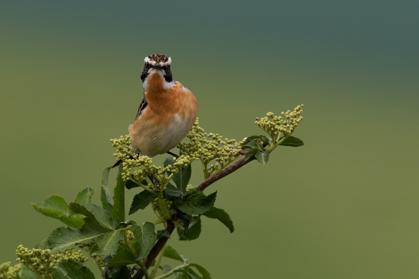 Bramborníček hnědý  ( Saxicola rubetra )