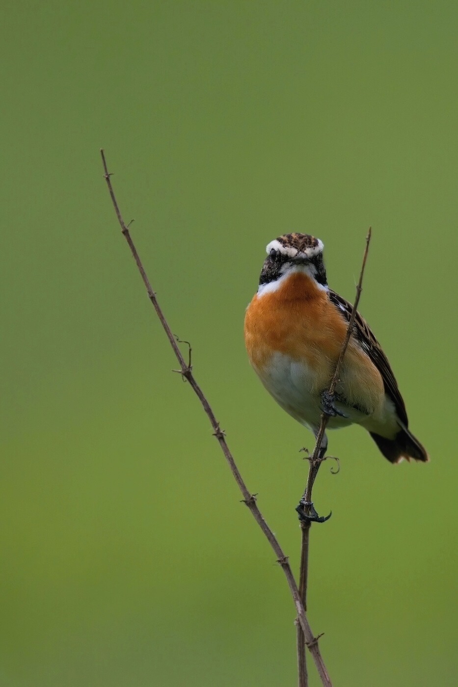 Bramborníček hnědý  ( Saxicola rubetra )