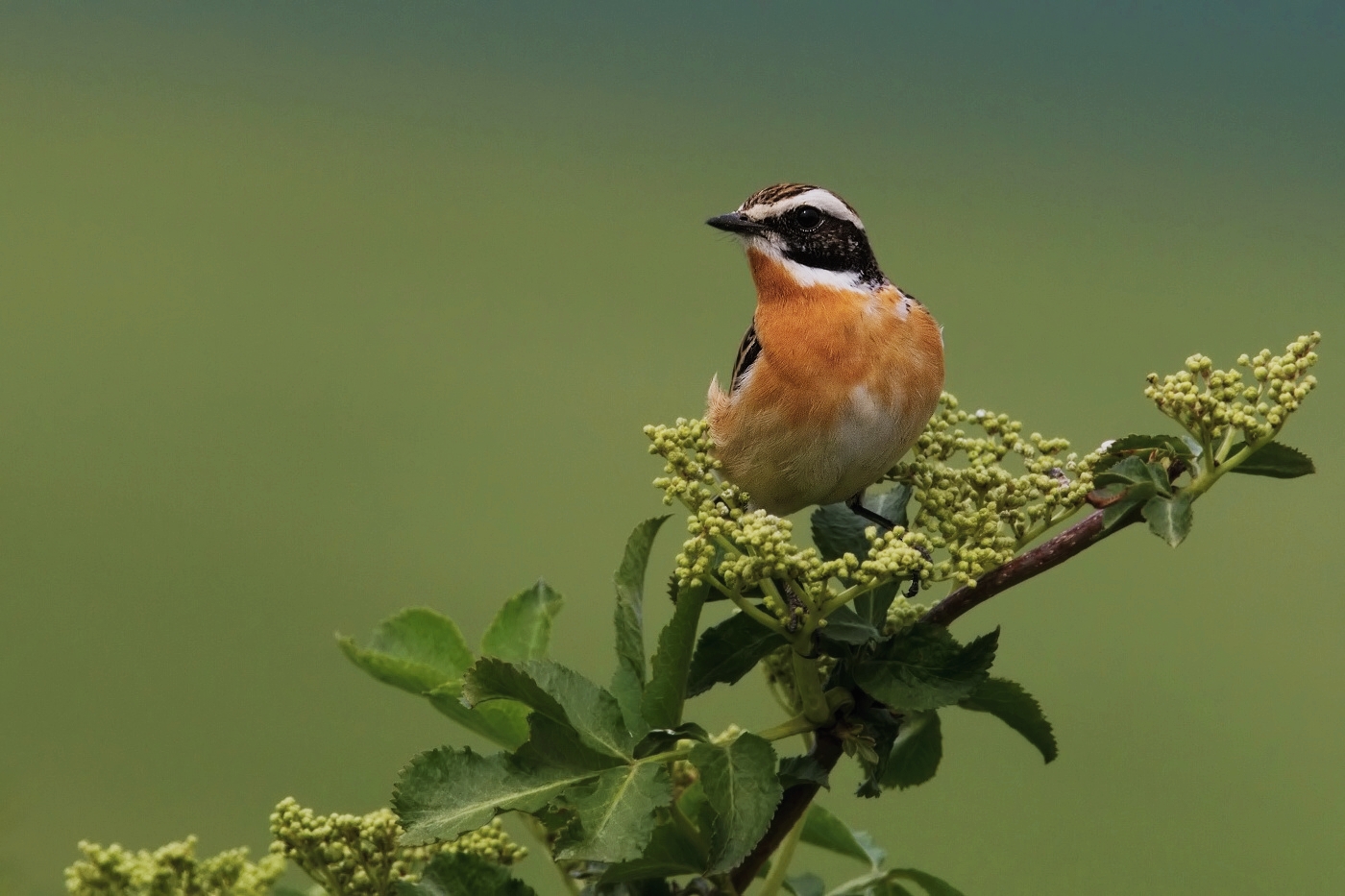 Bramborníček hnědý  ( Saxicola rubetra )