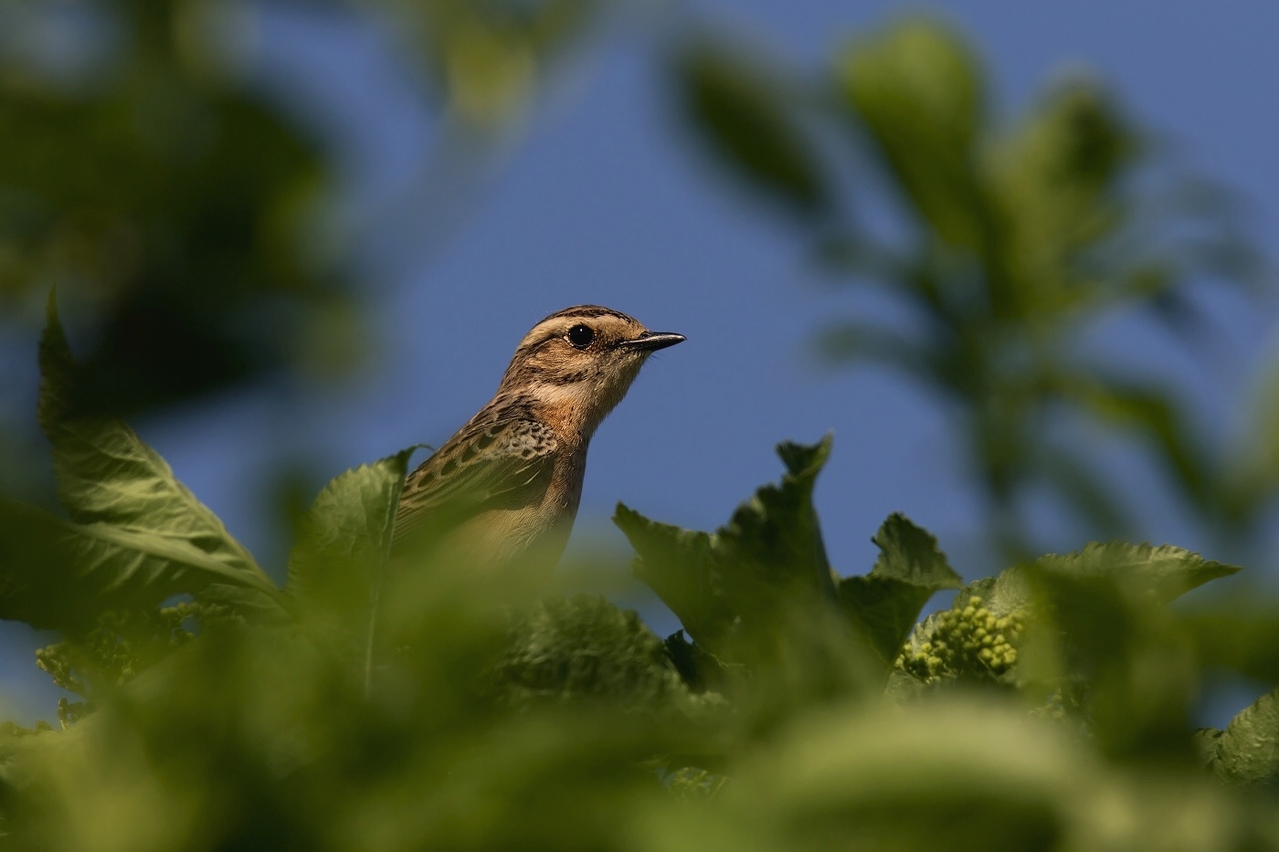 Bramborníček hnědý  ( Saxicola rubetra )