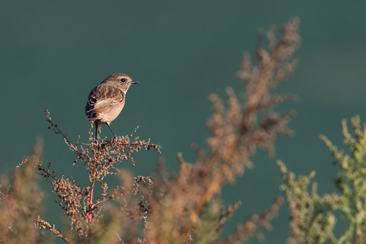 Bramborníček hnědý  ( Saxicola rubetra )