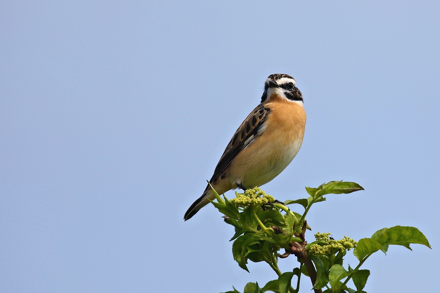 Bramborníček hnědý  ( Saxicola rubetra )