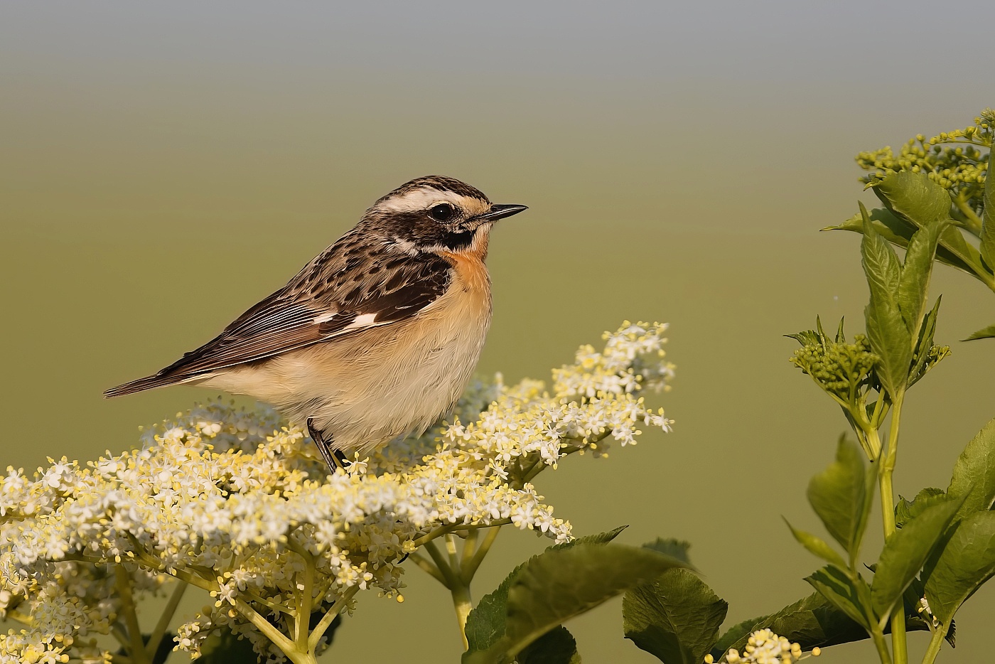 Bramborníček hnědý  ( Saxicola rubetra )