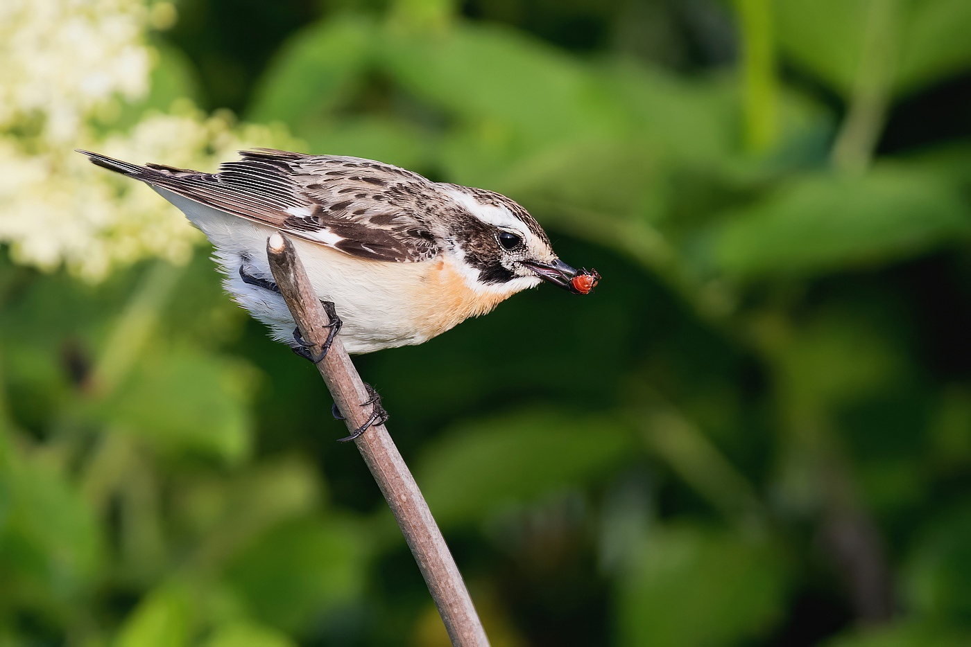 Bramborníček hnědý  ( Saxicola rubetra )