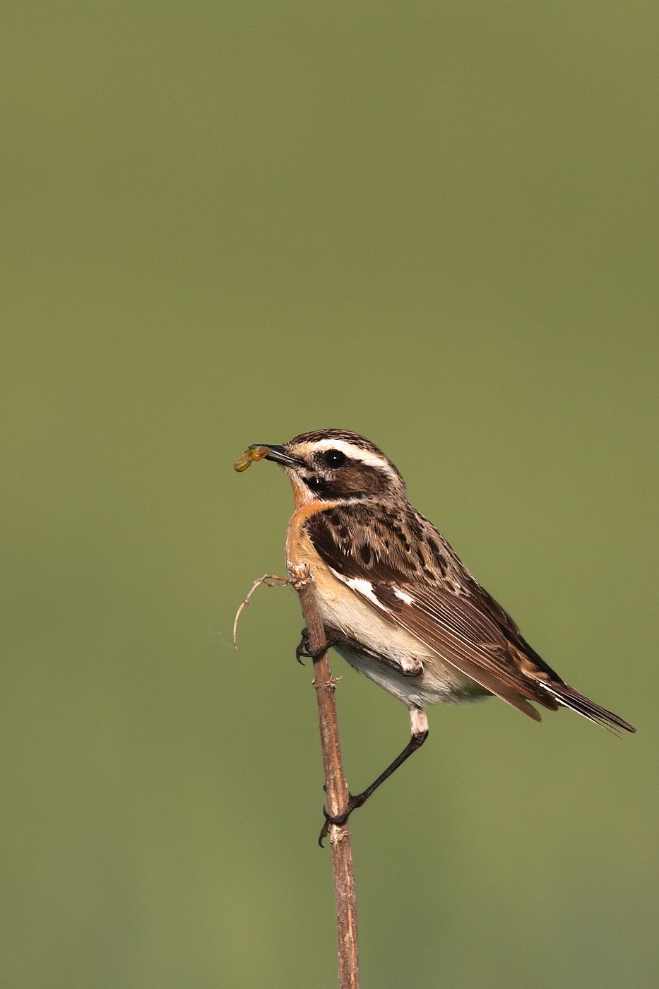 Bramborníček hnědý  ( Saxicola rubetra )