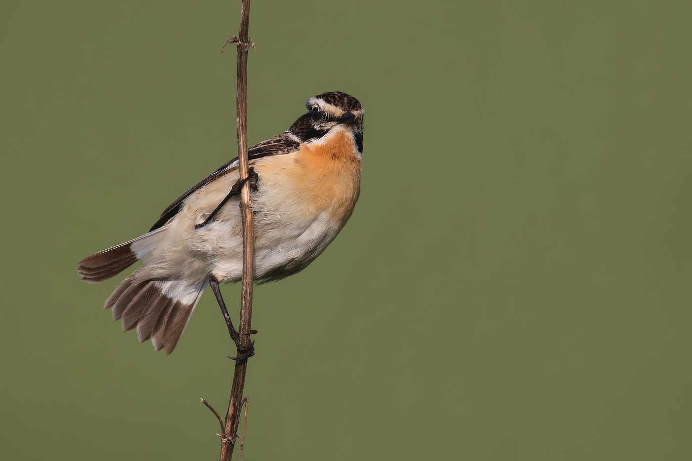 Bramborníček hnědý  ( Saxicola rubetra )