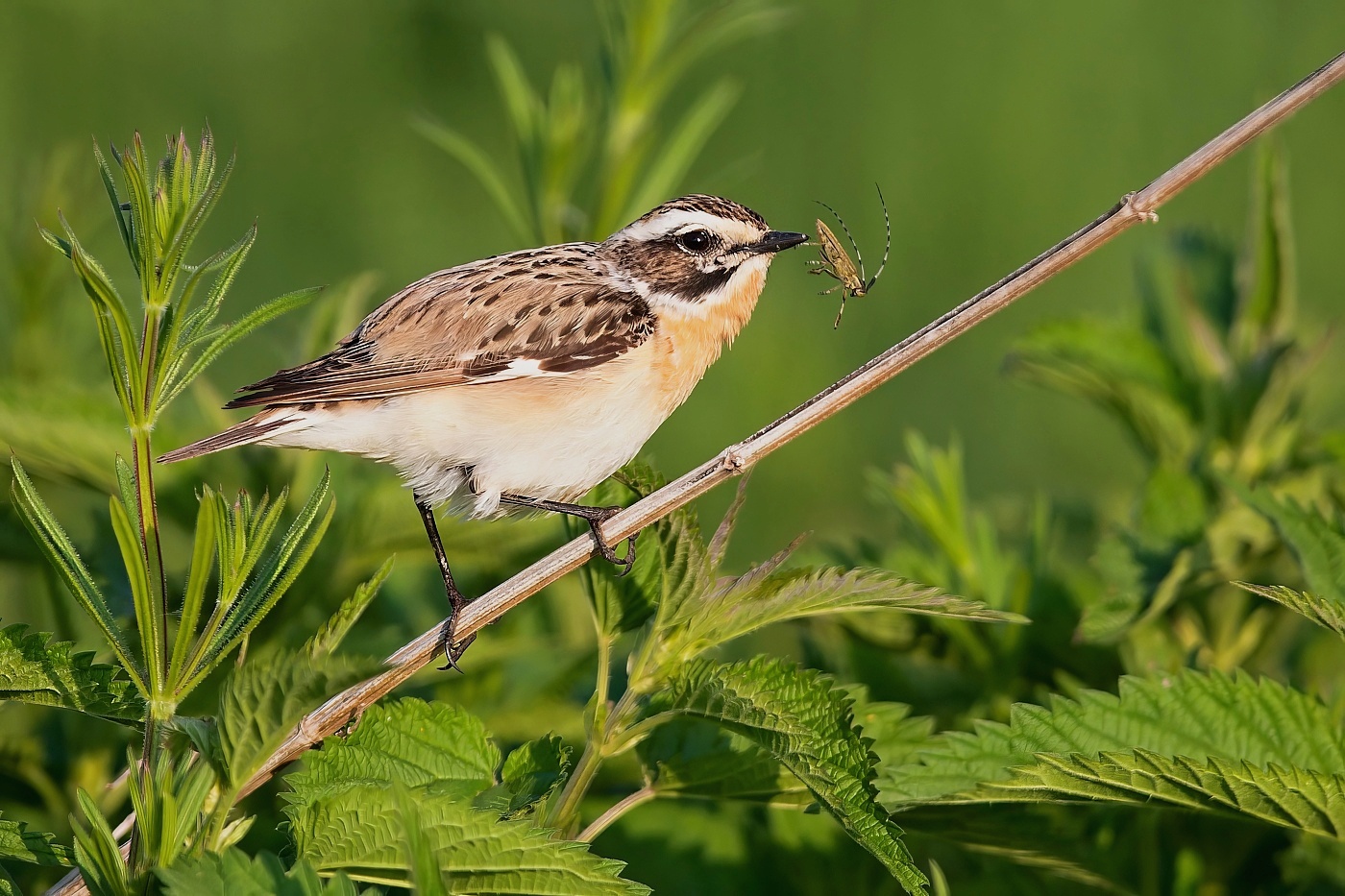 Bramborníček hnědý  ( Saxicola rubetra )