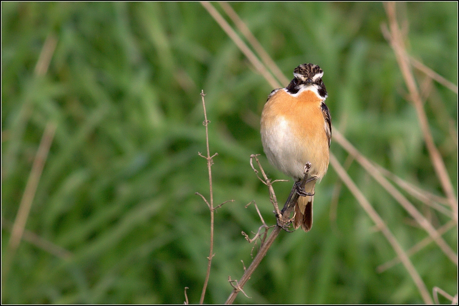 Bramborníček hnědý ( Saxicola rubetra  )