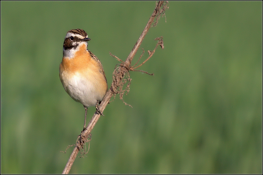 Bramborníček hnědý ( Saxicola rubetra  )