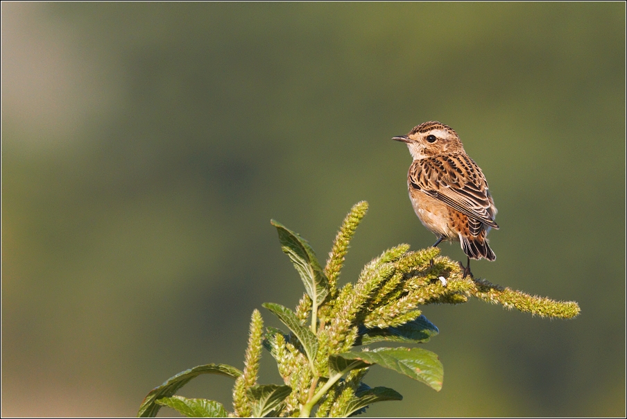 Bramborníček hnědý  ( Saxicola rubetra )