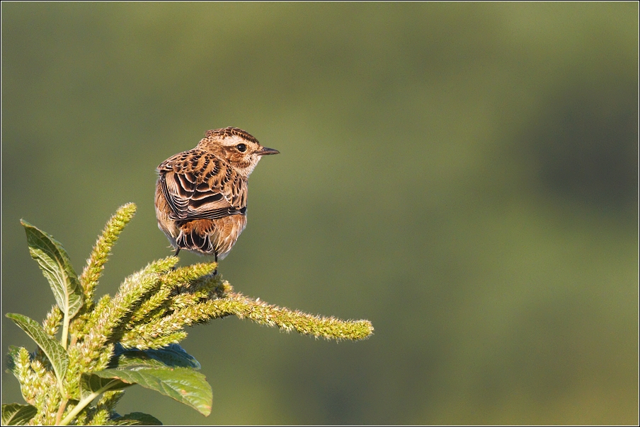 Bramborníček hnědý  ( Saxicola rubetra )