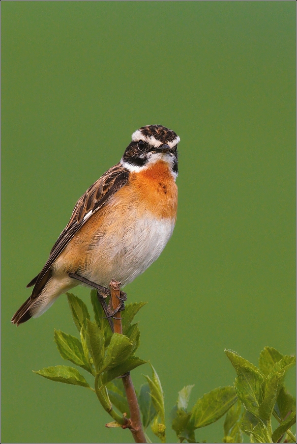 Bramborníček hnědý  ( Saxicola rubetra )