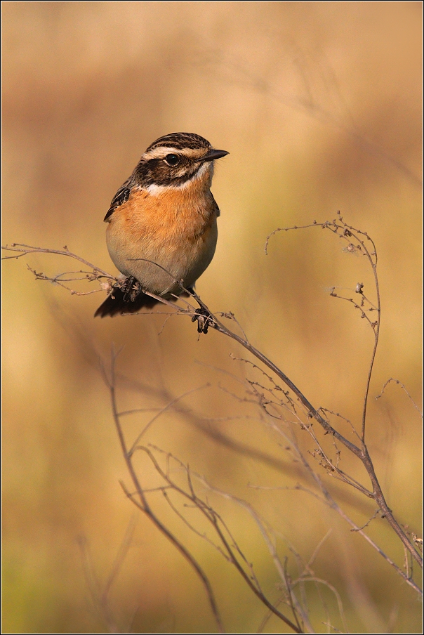 Bramborníček hnědý  ( Saxicola rubetra )