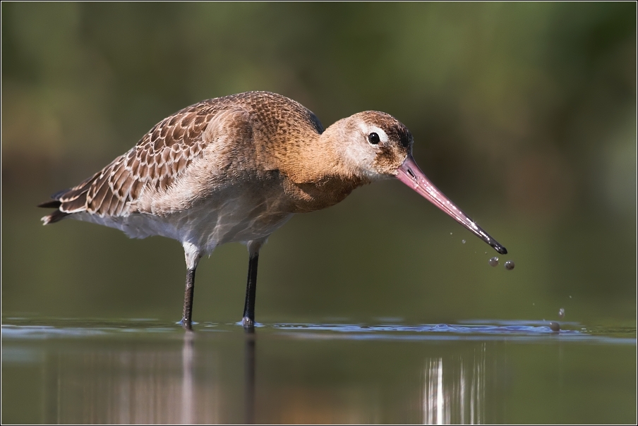 Břehouš černoocasý ( Limosa limosa )